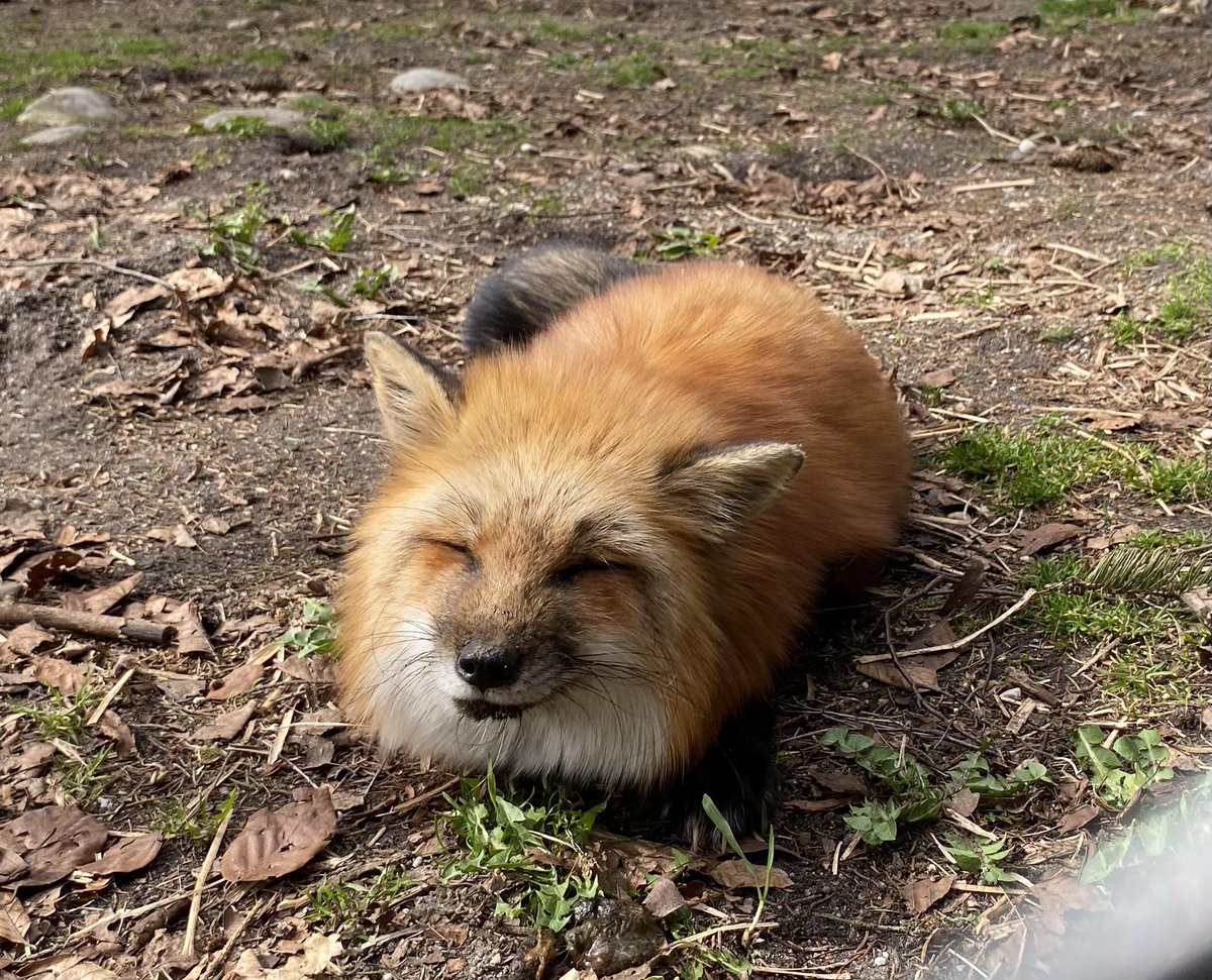 This got to be the happiest Fox I have ever seen #pets