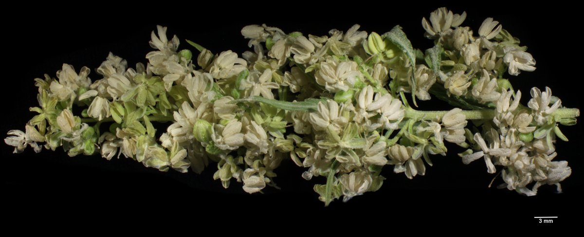 Shoutout to my copy of  the 2012 <a href="/Adobe/">Adobe</a> <a href="/Photoshop/">Adobe Photoshop</a> Elements 11, which stitched this male #hemp inflorescence from 6 segments I took under a macroscope for an upcoming paper! A decade later and still coming in handy! #Science #phdlife