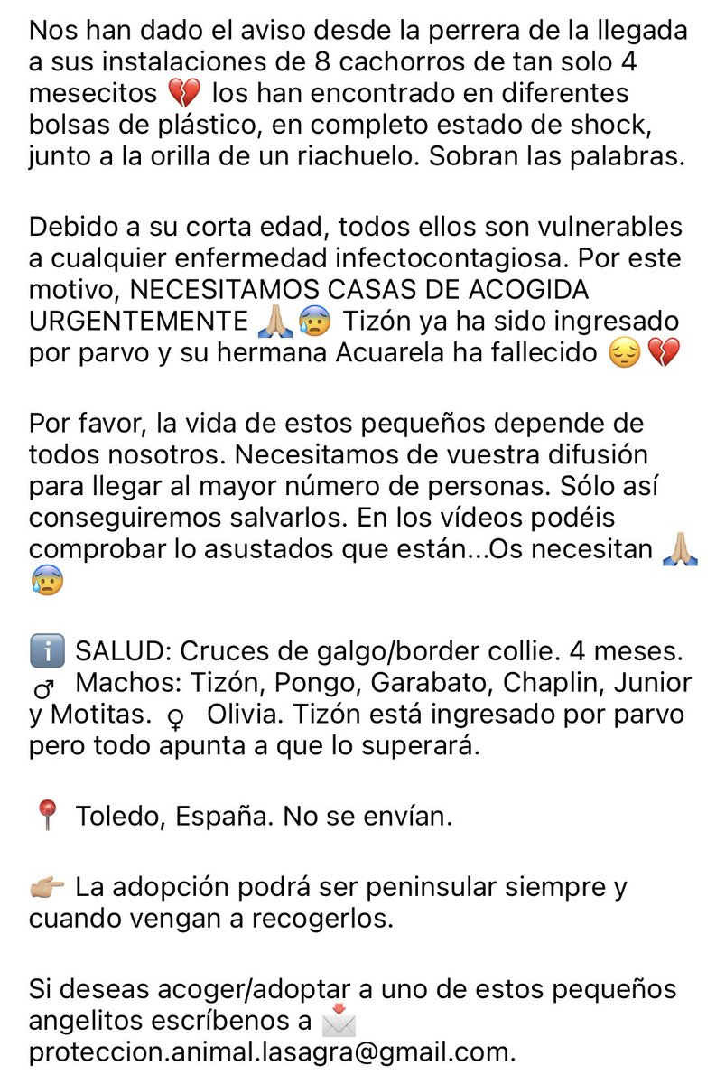 PerreraToledo's tweet photo. 🆘🆘🆘Necesitamos mucha ayuda con esta #difusion 🙏8 #cachorros encontrados en bolsas de plástico en la orilla de un río. Tienen 4meses y necesitan URGENTEMENTE #acogida o caerán enfermos en la perrera. Una de ellas ya ha fallecido. 👉proteccion.animal.lasagra@gmail.com🆘🆘🆘 https://t.co/NNzXzGSIel