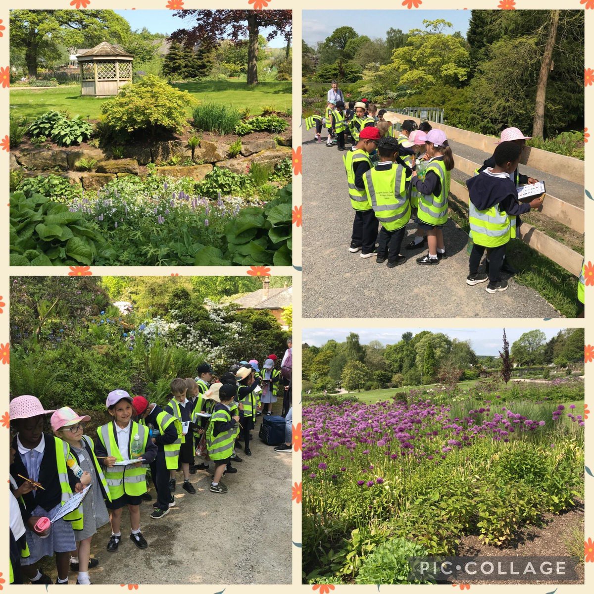 Year 1, 1/2 and 2 had a lovely trip to <a href="/RHSHarlowCarr/">RHS Harlow Carr</a> today! They enjoyed exploring and observing the beautiful plants and flowers and spent sometime drawing some using view finders. What a wonderful day in the sunshine! #rhs #education #flowers #plants #learningisfun