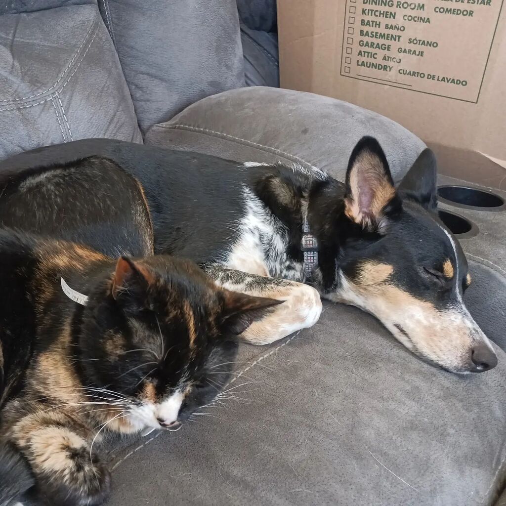 LaughingGirl77's tweet photo. Cuddle buddies 💗 
#interspeciesfriendship #rescuedismyfavoritebreed #rescuecatsofinstagram #rescuedogsofinstagram https://t.co/yUb7EZKp3Q https://t.co/NOhEndNBf1