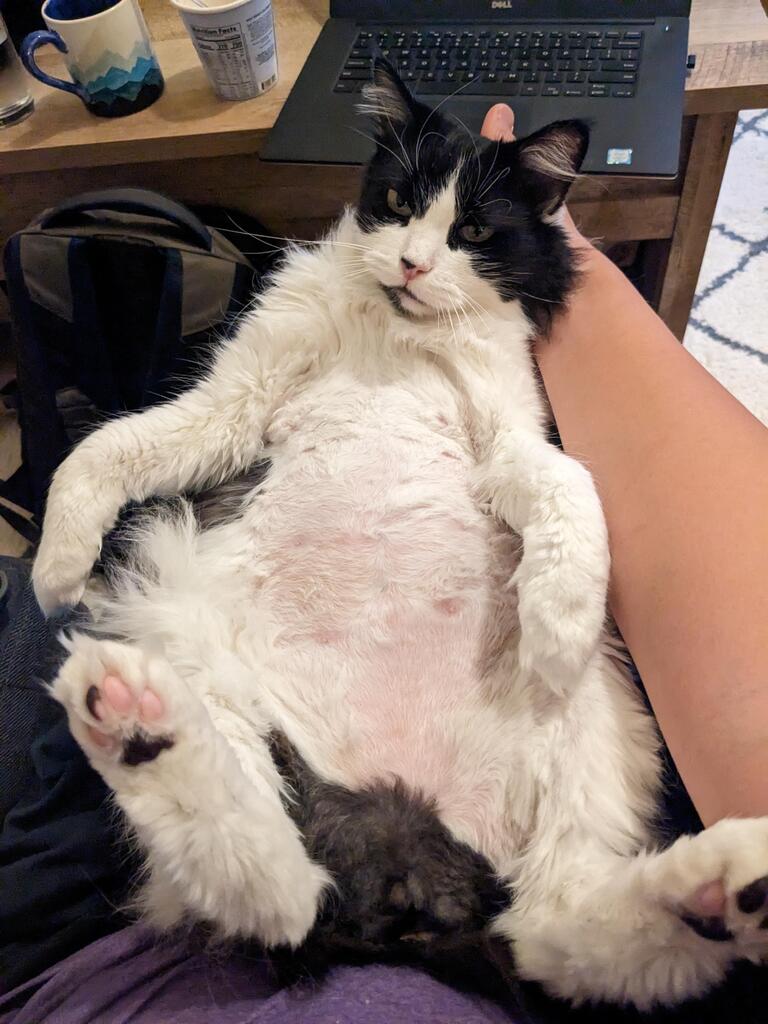 Momo's reluctant cat belly reveal after a grooming session! via reddit.com/r/catbellies/c…