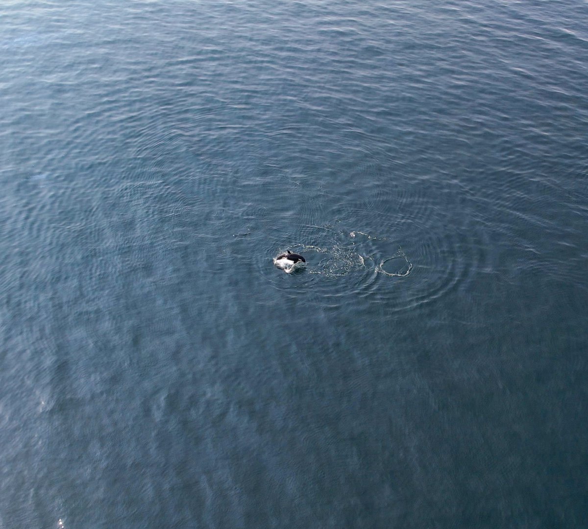 ByOrkney's tweet photo. Finally managed to capture some of these amazing animals. #orca the 65's entering Scapa flow . https://t.co/5FyaatKJuP