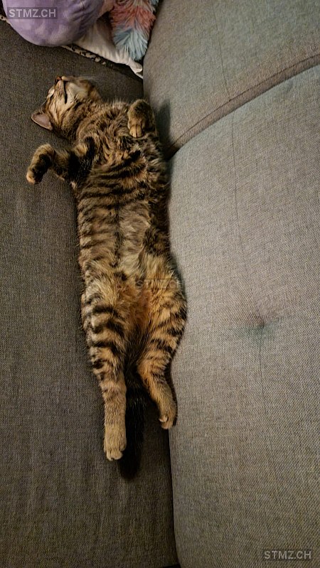 stmz_ch's tweet image. #Katze #vermisst stmz.ch/306625 6105 #Schachen LU weiblich getigert Schwarz Braun kurzhaar