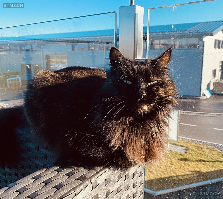 stmz_ch's tweet image. #Chat #perdu stmz.ch/306624 1542 #Rueyres-les-Prés femelle tacheté Noir Brun poils longs