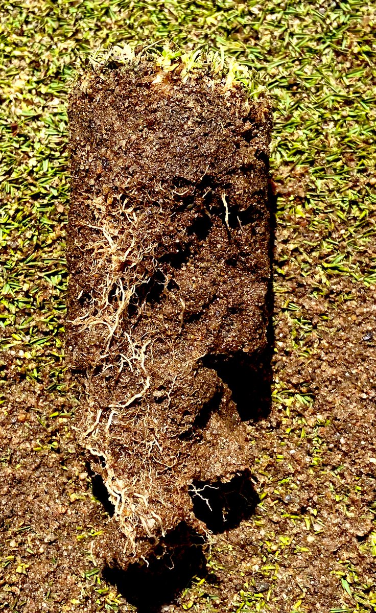 chappyajc's tweet image. EarthMAX, Amino Pro V and Root Enhancer = meaty roots! @enjoiegrounds @HarrellsLLC