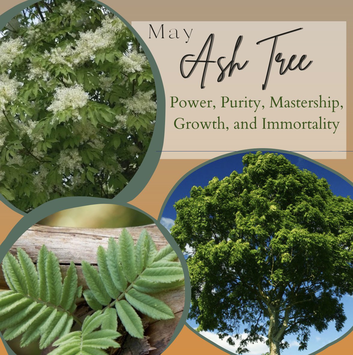 Happy Birth Month to the May Blooms! ☺️🤍🌱