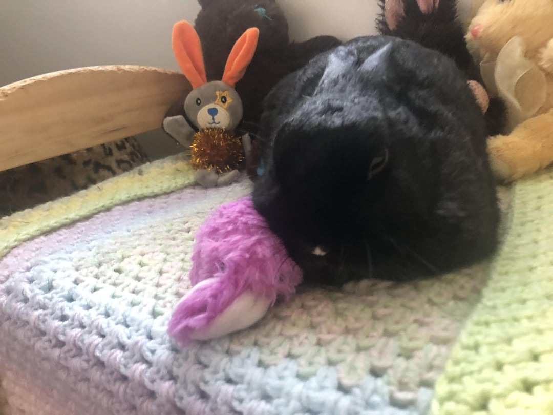 Our Good Boy and his Purple Baby. (Mr. Bonbon takes caring for his stuffies quite seiously) rabbitvideos.com/107253/our-goo… #Bunnies