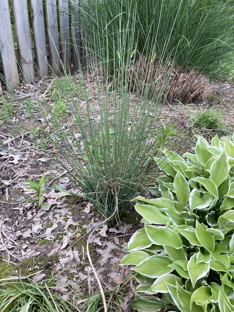 MrsReesReads's tweet photo. You know the water table in my yard is high when volunteer rushes show up in my flower bed.  Rushes are round, sedges have edges, grasses like __ have holes. https://t.co/FMwpNEKZRK