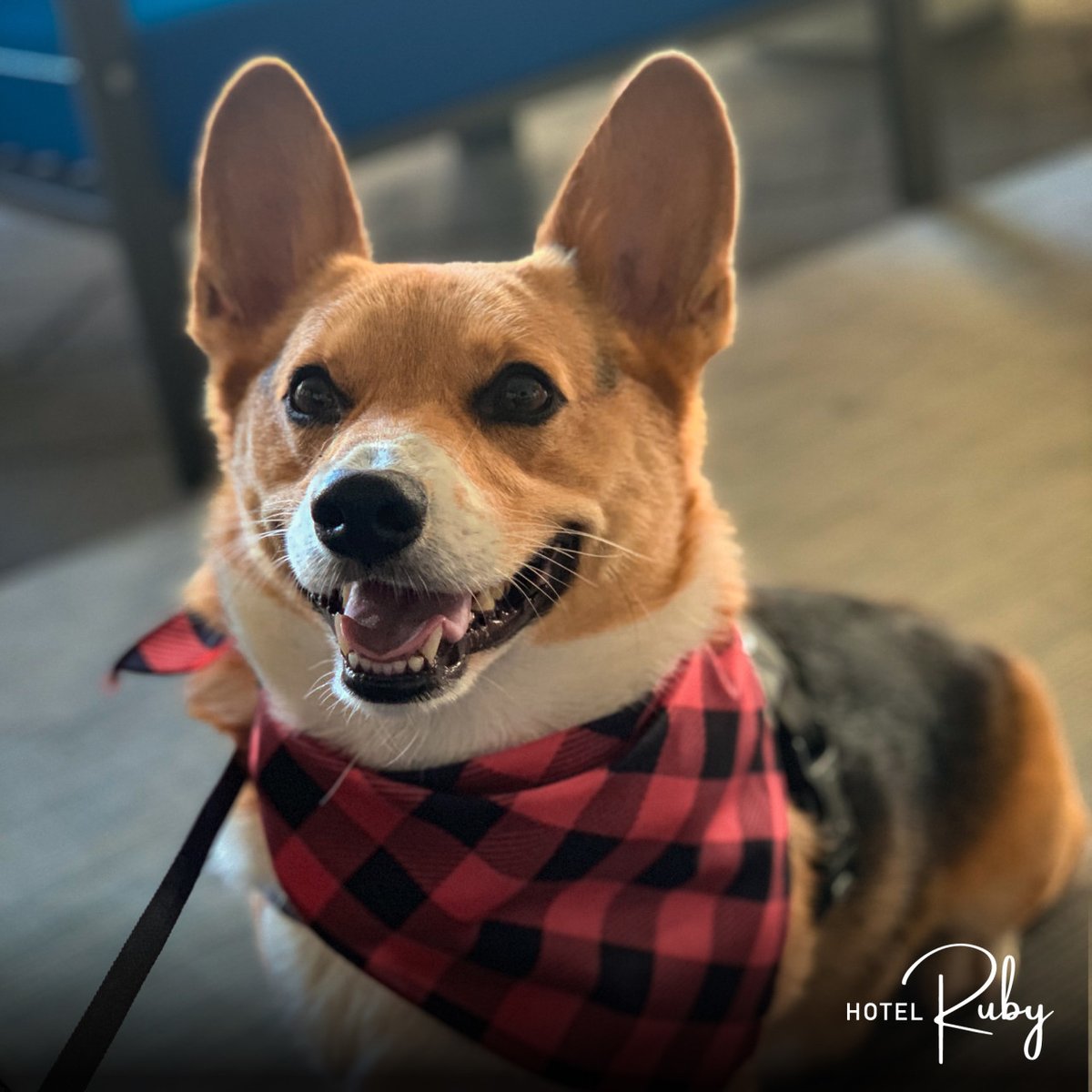 Bring your best friend! Hotel Ruby is dog-friendly! #stayspokane #hotelruby #dogfriendly #dogfriendlyspokane #hotel #spokanehotel #youradventurestartshere