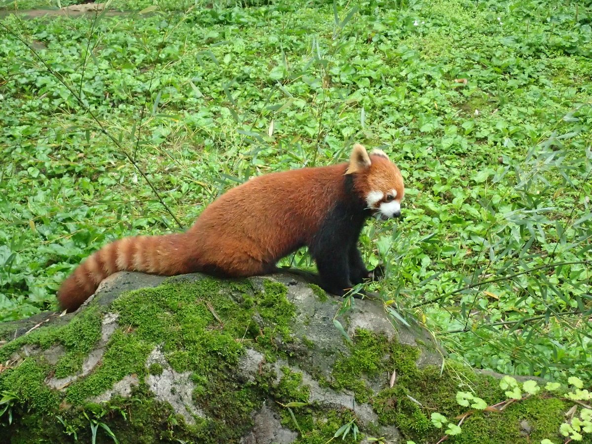 多摩動物公園［公式］ tweet media