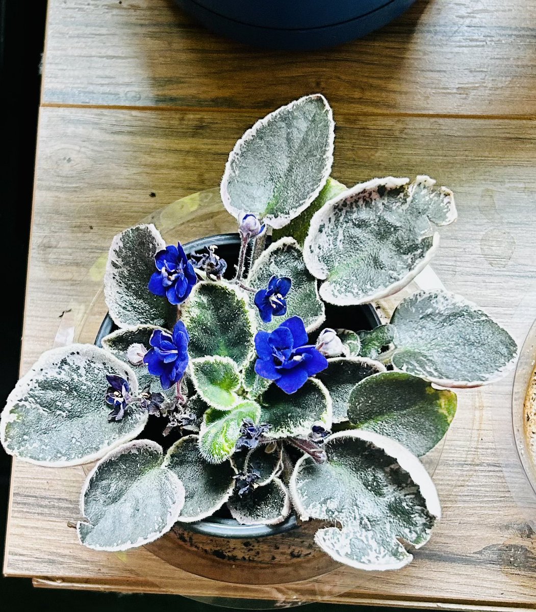 🌸✨ African Violets! ✨🌸
Let’s be enchanted by the beauty of African violets! These plants with their velvety leaves and vibrant blooms are like little works of art. Embrace the charm of African violets and let their delicate beauty brighten up your day! 🌺💜 #AfricanViolets