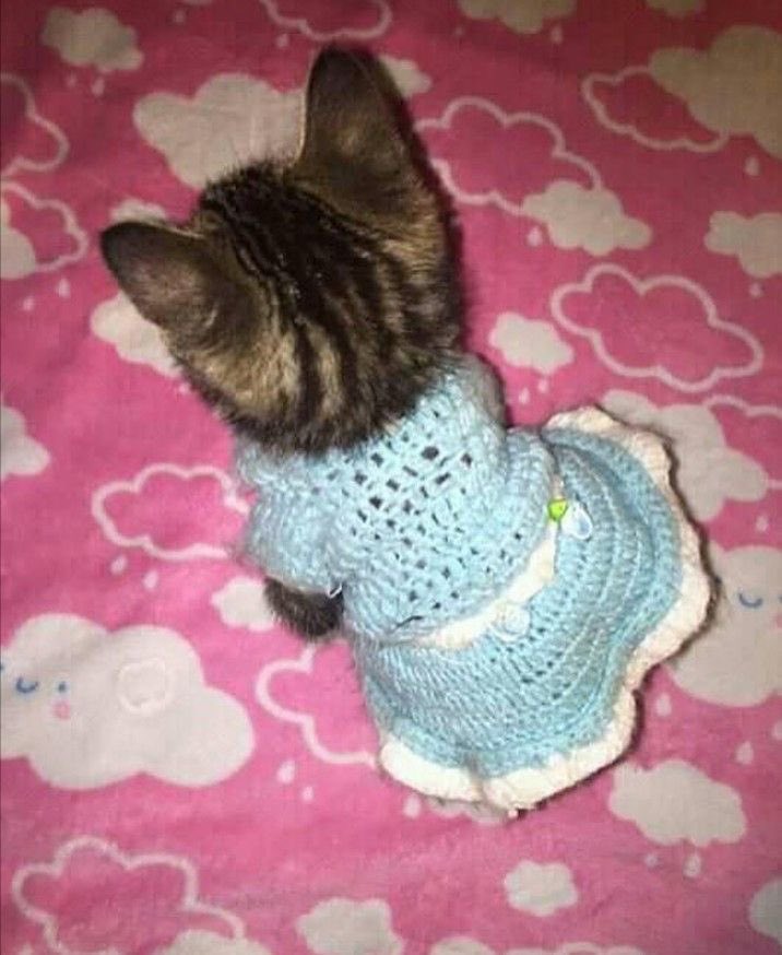 . (@lourryaskittens) on Twitter photo 