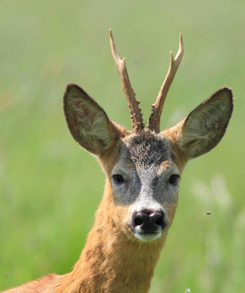 Brain Gain tweet media