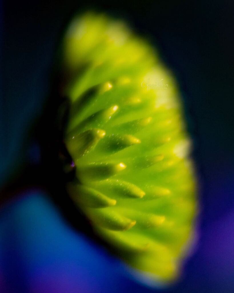 AnneVelosa's tweet photo. From my Mother’s Day bouquet.
.
.
.

#thankful 
#flowers  #flower #flowersofinstagram #flowerstagram #allkindsofflowers
 #flowerphotography #flowerphoto
#bouquet
#plants #plantphoto #allkindsofplants  #all_beauty_flowers 
#flowersandmacro #macroandflower #macroandflora 
#mac… https://t.co/BxzTsnAS23
