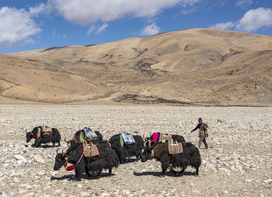 China Xinhua News on Twitter "Herdsmen living in Zhaxizom Township
