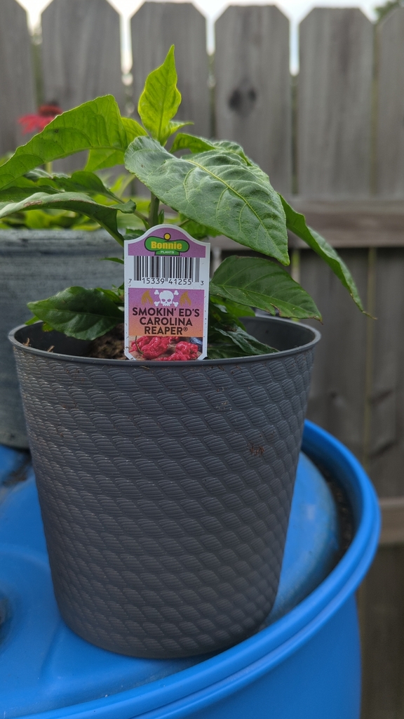 What have I done? I don't even like overly spicy foods.. Click here to signup for awesome gardening tips: bit.ly/2SfI4n0