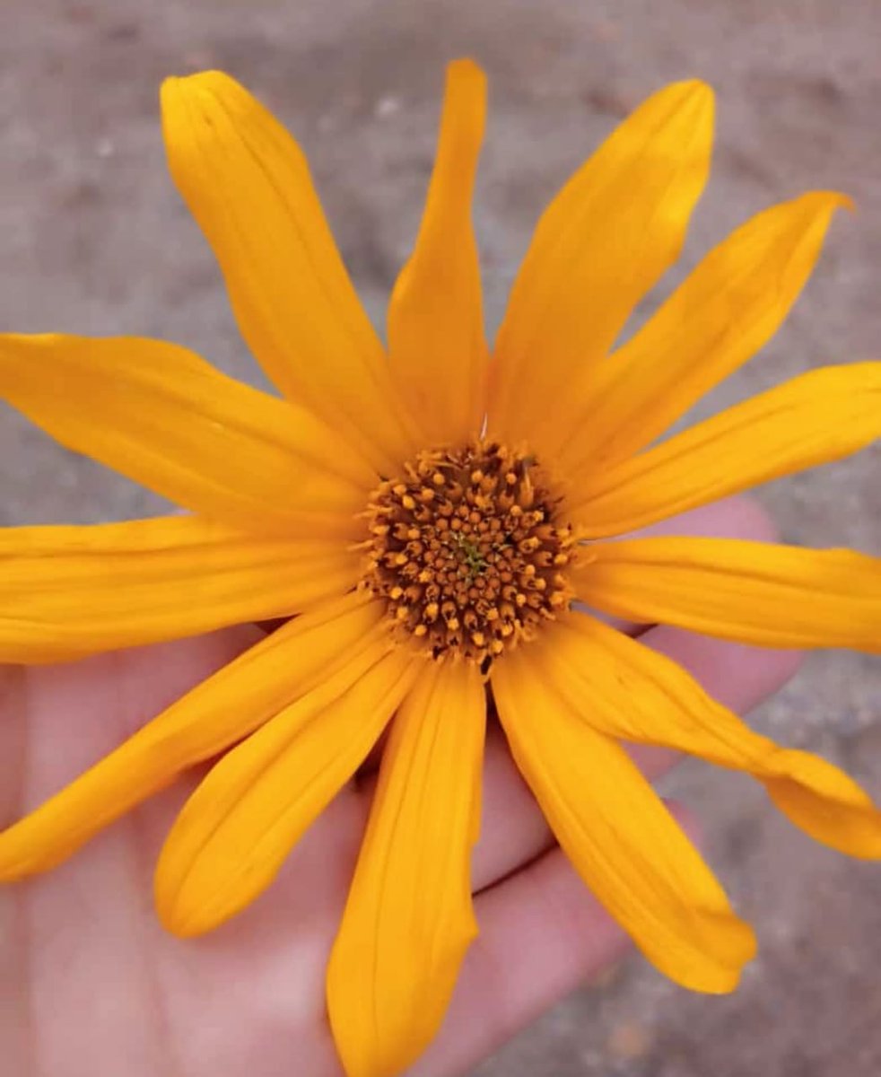 #ConMaduroMásEducación