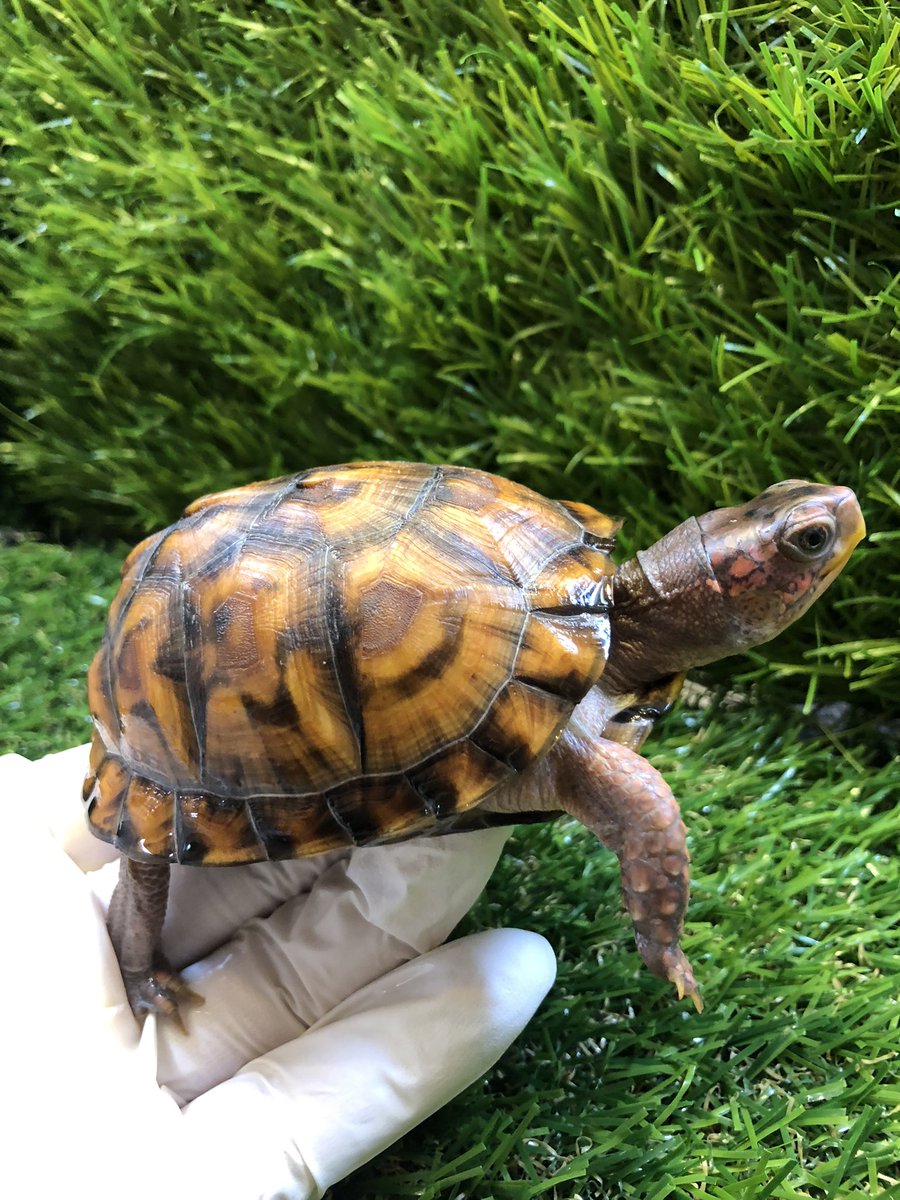 Land_mark_jp's tweet image. 今日は寒い☔️
屋外飼育は難しいですね💦

#Terrapene carolina