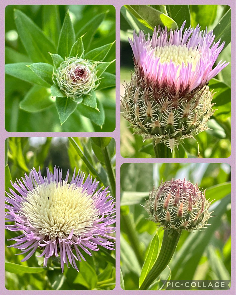 #growthmindset in the <a href="/LakesideCoppell/">LakesideCoppell</a> pollinator garden! <a href="/CISDFarmerLarry/">Farmer Larry</a> #lakeside2223