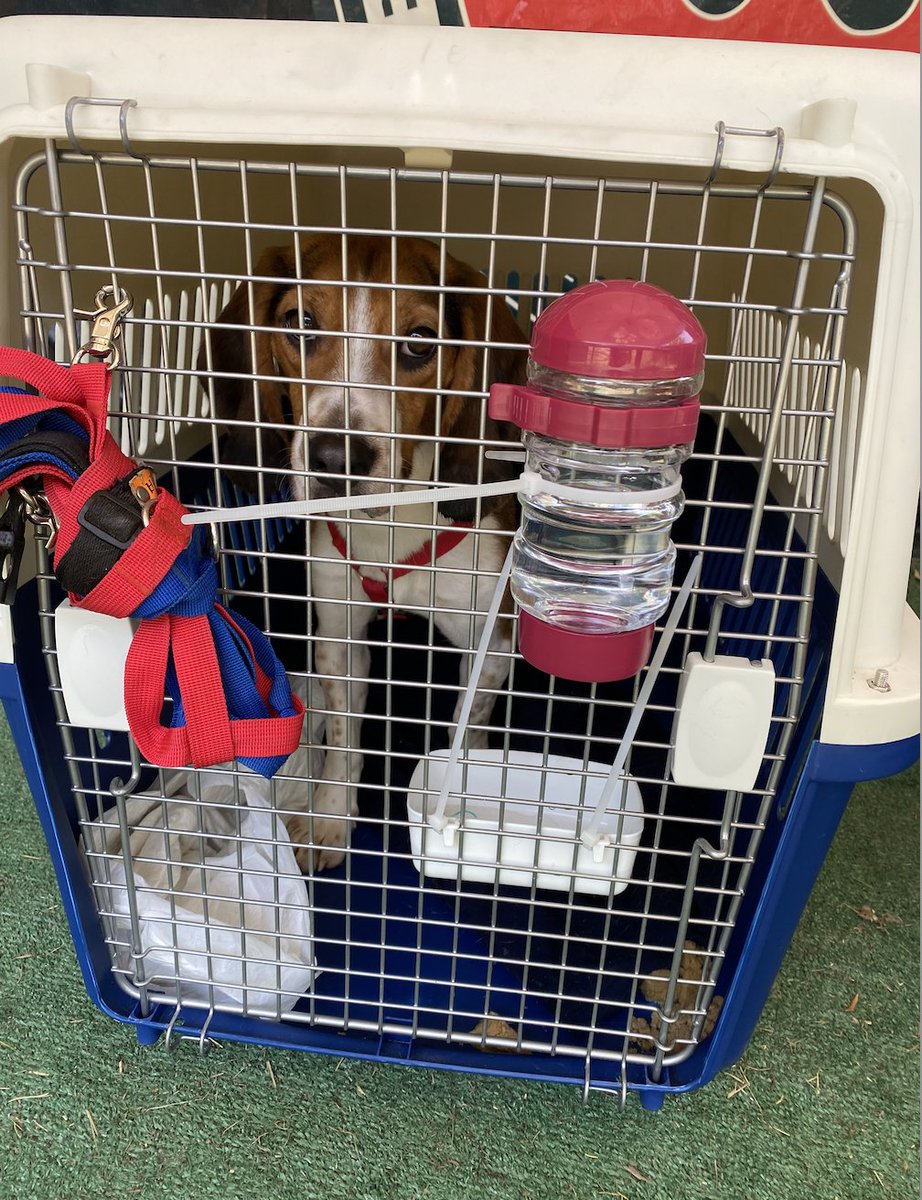 beaglefreedom's tweet photo. 📣 Breaking! Rescue in Progress! BFP just rescued two beagles from a laboratory overseas. Stay tuned on our social media for more details this week.
#beaglefreedomproject #beaglefreedom #freethebeagles #endanimaltesting #endanimalcruelty #smashthecages #rescueinprogress https://t.co/NAXUfsUx8D