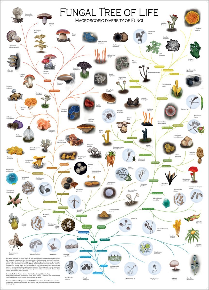 Small, fascinating, and beautiful, fungi are essential components of #biodiversity, just like animals and plants. ❤️🍄🌎

Explore the fungal tree of life and find out how many fungi you can identify.

Via <a href="/laszlognagy/">Laszlo G. Nagy</a>

group.szbk.u-szeged.hu/sysbiol/nagy-l…