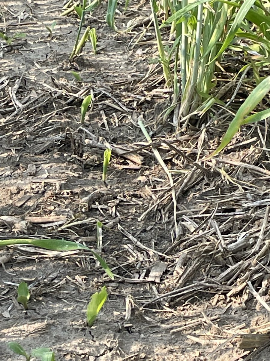 DKAS_NIN's tweet image. This is a follow up post for a no-till #plant23 into standing cover crops #Preceon #SmartCornSystem trial in Fulton County. The #ExpectedSoon #ShortStatureCorn is out of the ground &amp;amp; enjoying sunshine 9 days after planting. #WinningHasRoots #BayerUp @Asgrow_DEKALB @BayerTraits