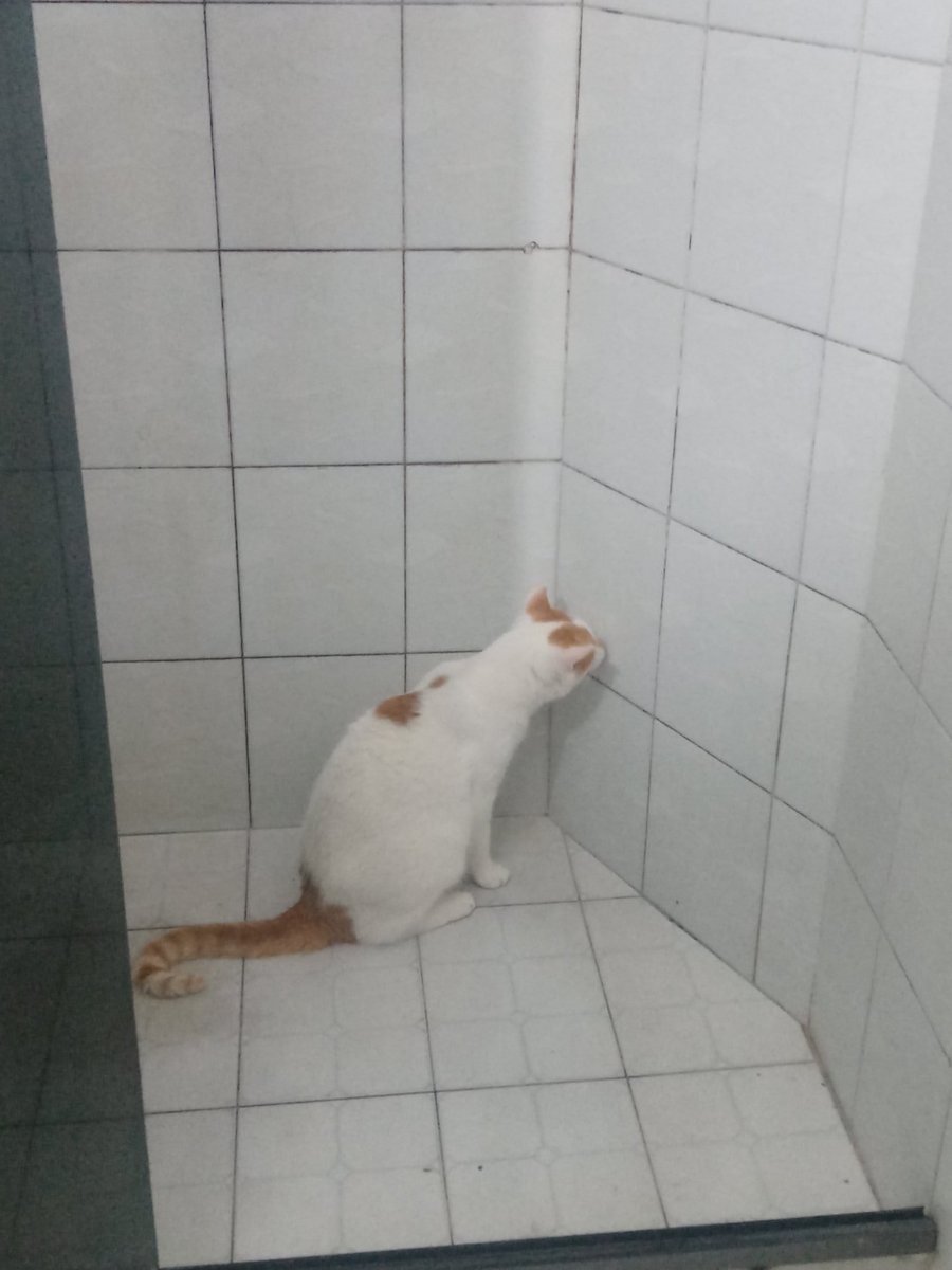 🥠; faye ! • IZZY DAY + ★⁵ + ♕🃍 on Twitter "my weird ahh cat licks the wall everytime someome