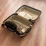 当然のようにスーツケースに入ってくる猫。もちろん連れてってくれるんやろ？