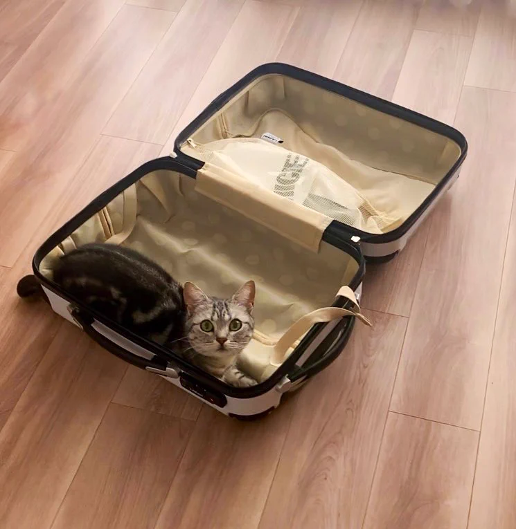 当然のようにスーツケースに入ってくる猫。もちろん連れてってくれるんやろ？
