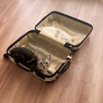 当然のようにスーツケースに入ってくる猫。もちろん連れてってくれるんやろ？