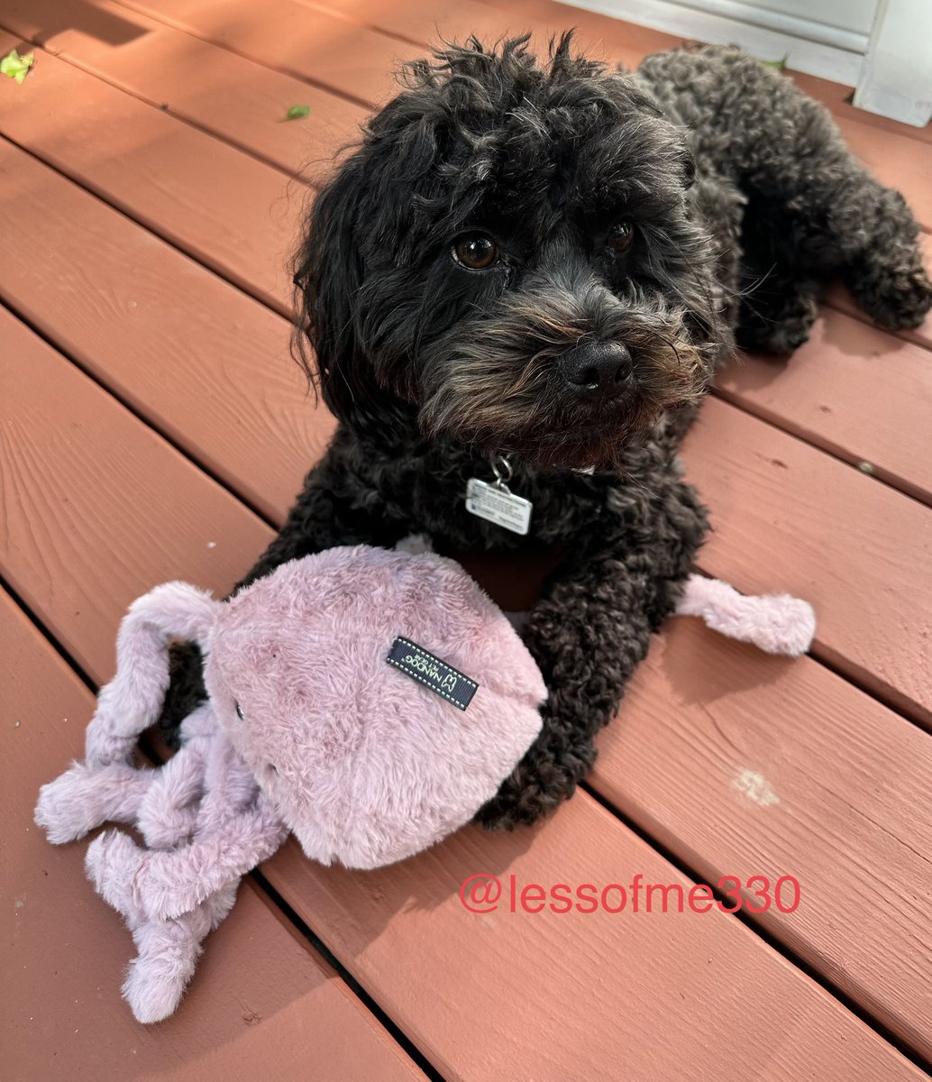 lessofme330's tweet image. Frens da mommy had a pretty rotten Monday but mine was FAB!  I got pup mail wiff lots of wonderpaw fings. One of my favorite is da 7-legged octopus (?) it SQUEAKS! Fanks so much Turbo, Tug, &amp;amp; Tink (and your pawmazing hooman). @TNflattop #DogsofTwittter #pupmail