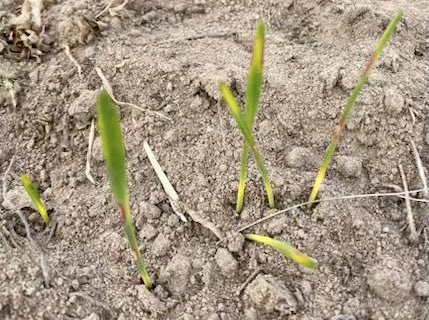 s_simpfendorfer's tweet photo. https://t.co/ceiSyvQdy2 
Must have been cold recently! Colour banding showing up in emerging wheat crop in creek paddock around Gilgandra. Explanation in attached link. Physiological reaction to cold nights and sunny mornings when crop emerging. https://t.co/qPNgp9mNGb