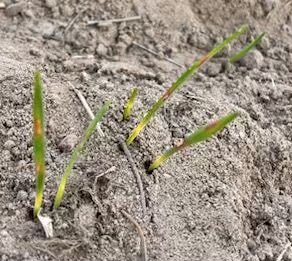 s_simpfendorfer's tweet photo. https://t.co/ceiSyvQdy2 
Must have been cold recently! Colour banding showing up in emerging wheat crop in creek paddock around Gilgandra. Explanation in attached link. Physiological reaction to cold nights and sunny mornings when crop emerging. https://t.co/qPNgp9mNGb