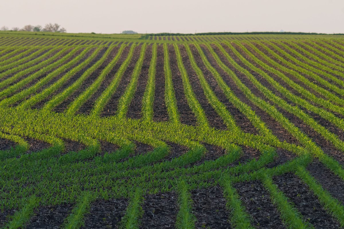 raweyhrich's tweet image. Irregularity among the regularity!!!