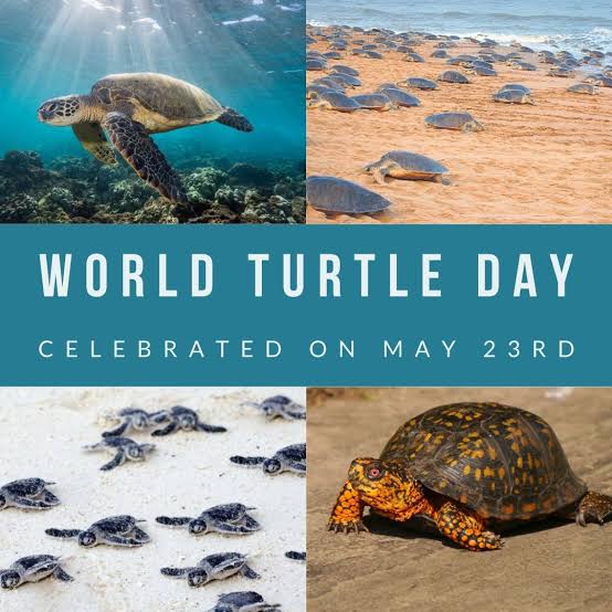 #OnThisDay : 

#WorldTurtleDay 🐢 is observed on May 23 every year to celebrate and raise awareness about the importance of protecting #Turtles

Odisha coast is  the world’s largest mass nesting site for the #OliveRidley turtles.

#Gahirmatha
#BhitarkanikaWildlifeSanctuary