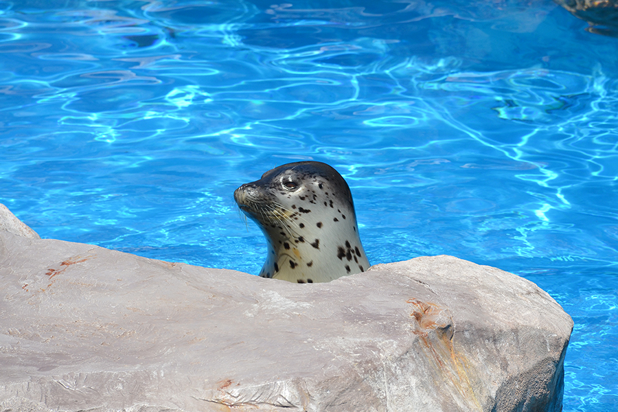 新潟市水族館マリンピア日本海PR【公式】 on Twitter