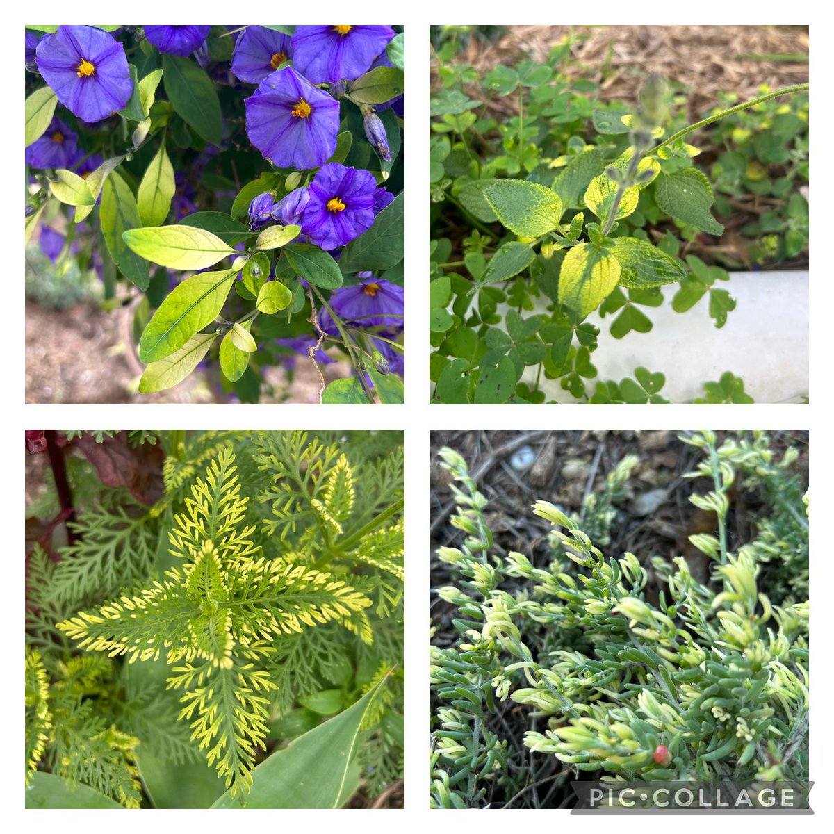 Garden plants showing some interesting leaf attributes again this year 😑