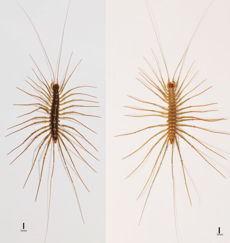 ブラジル国歌: 各節の意味と解釈