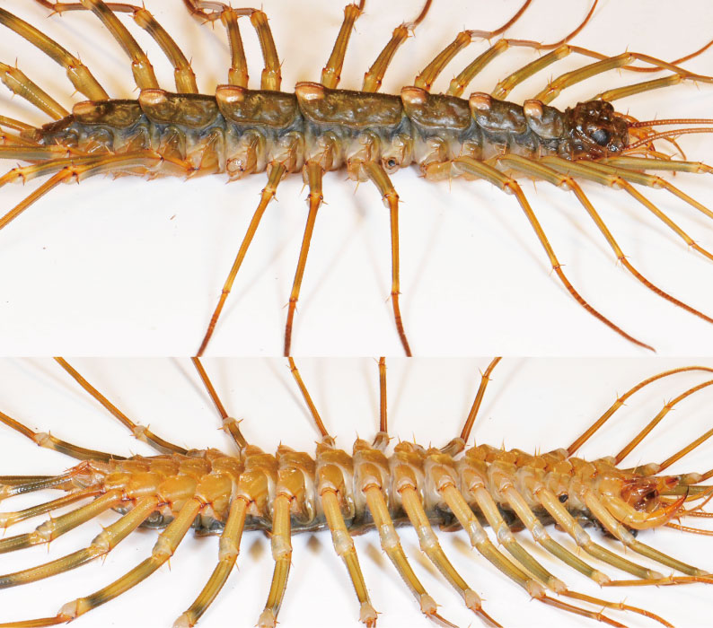 ブラジル国歌: 各節の意味と解釈