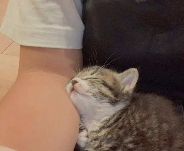 ShouldHaveCat's tweet image. 