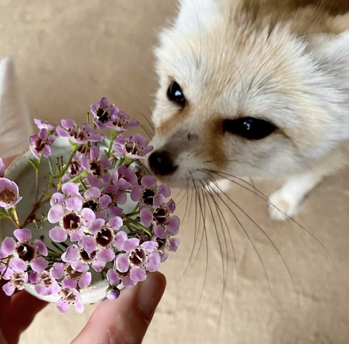 jeongin as fennec foxes on Twitter