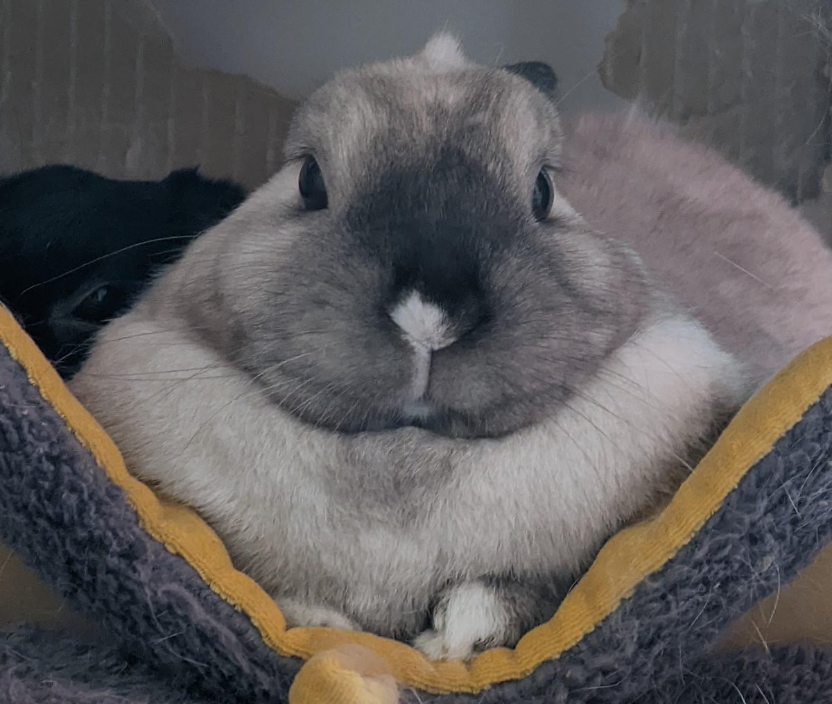 Look at this smug face (and pointy head) rabbitvideos.com/107261/look-at… #Rabbits