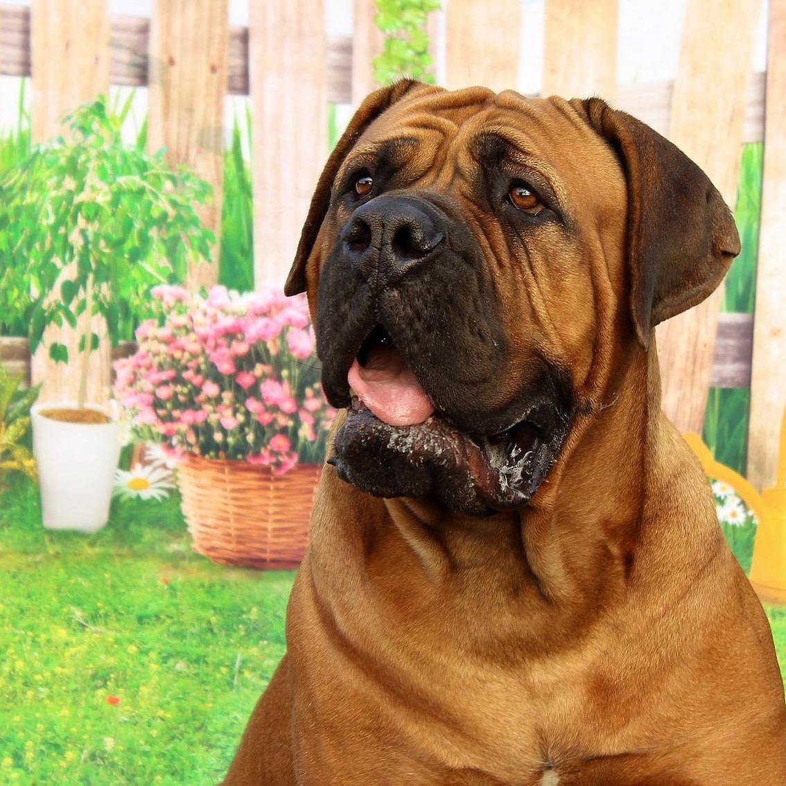 Combien de like pour ce chat ?