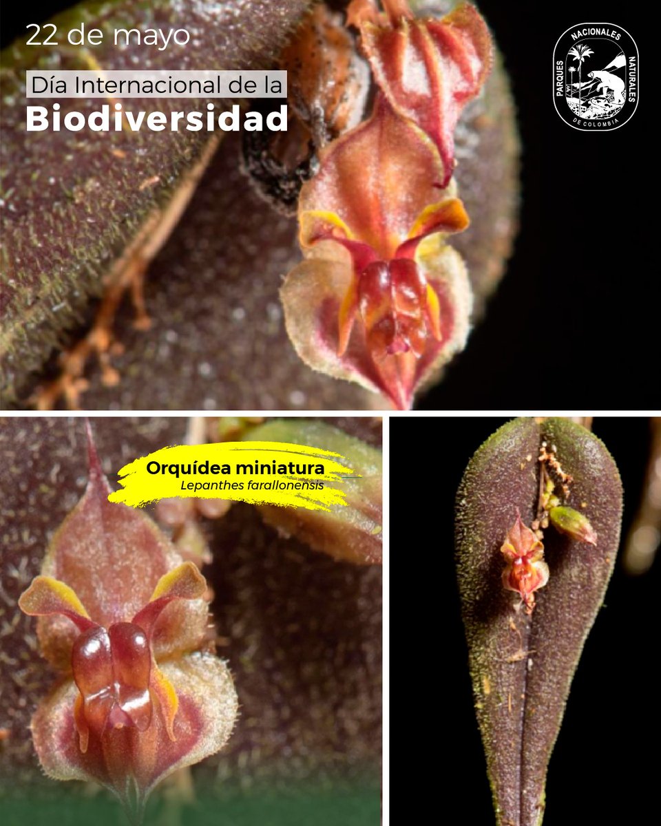 Esta diminuta orquídea no supera los 7 milímetros de tamaño. Presenta hojas cóncavas y comúnmente pubescentes, con flores que descansan sobre el lado de la hoja.

Endémica de Colombia en el Parque Nacional Natural Farallones de Cali.

#DíaMundialDeLaBiodiversidad 🏞️