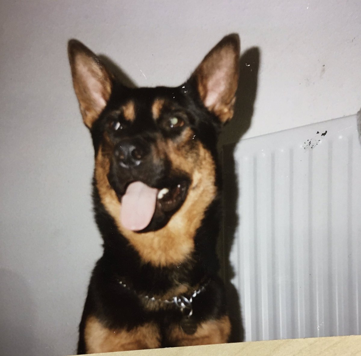 D2DAlphaWolf's tweet image. My handsome Kef. Akita/GSD x &amp;amp; best guardian a girl could ever wish for 🥰😍🐾🌈 #MemoryLaneMonday