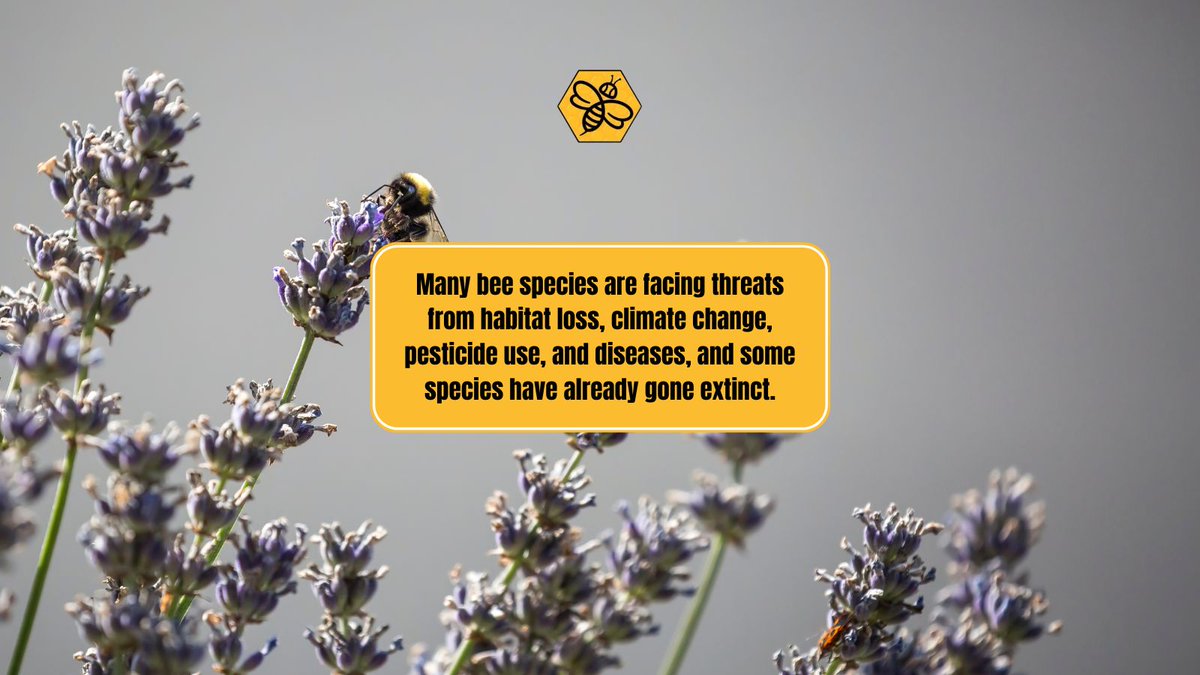 BeeManBuzz's tweet photo. One of the key players in maintaining biodiversity is the humble bee. Bees play a vital role in pollinating plants, which helps maintain the balance of our ecosystem. πΏ
#TheBeeMan #BeeManBuzz #BeeRemoval #BeeRemovalAndRelocation #BeeremovalOrangeCounty #YellowjacketRemoval https://t.co/rnKhEWUg0L