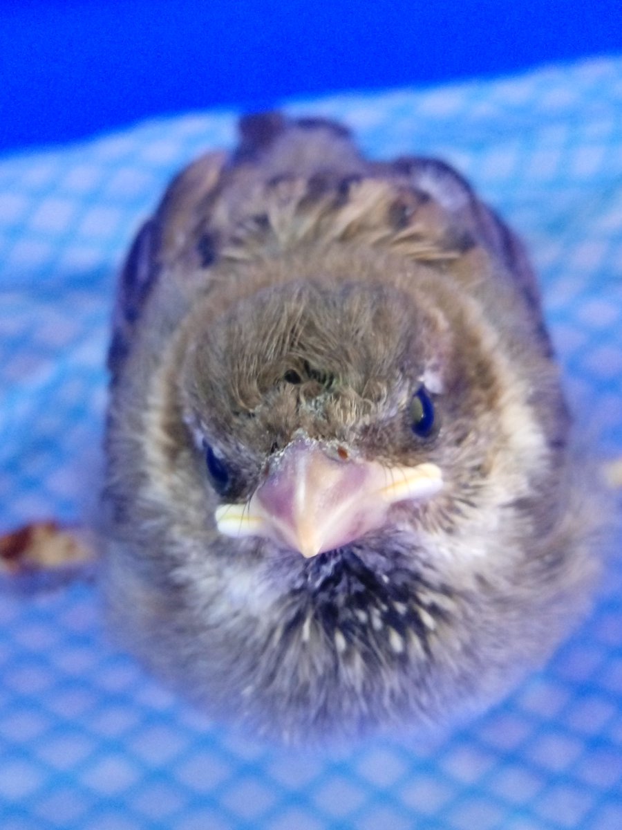 Frugaldom's tweet photo. Our rescued baby sparrow had a mixture of scrambled egg, crushed peanuts, cat food and oats today. He sent the day outside in the sunshine, chirping to the other sparrows. #handrearing #chick #wildbirds #rescued #sparrow https://t.co/DxtFcOi80X