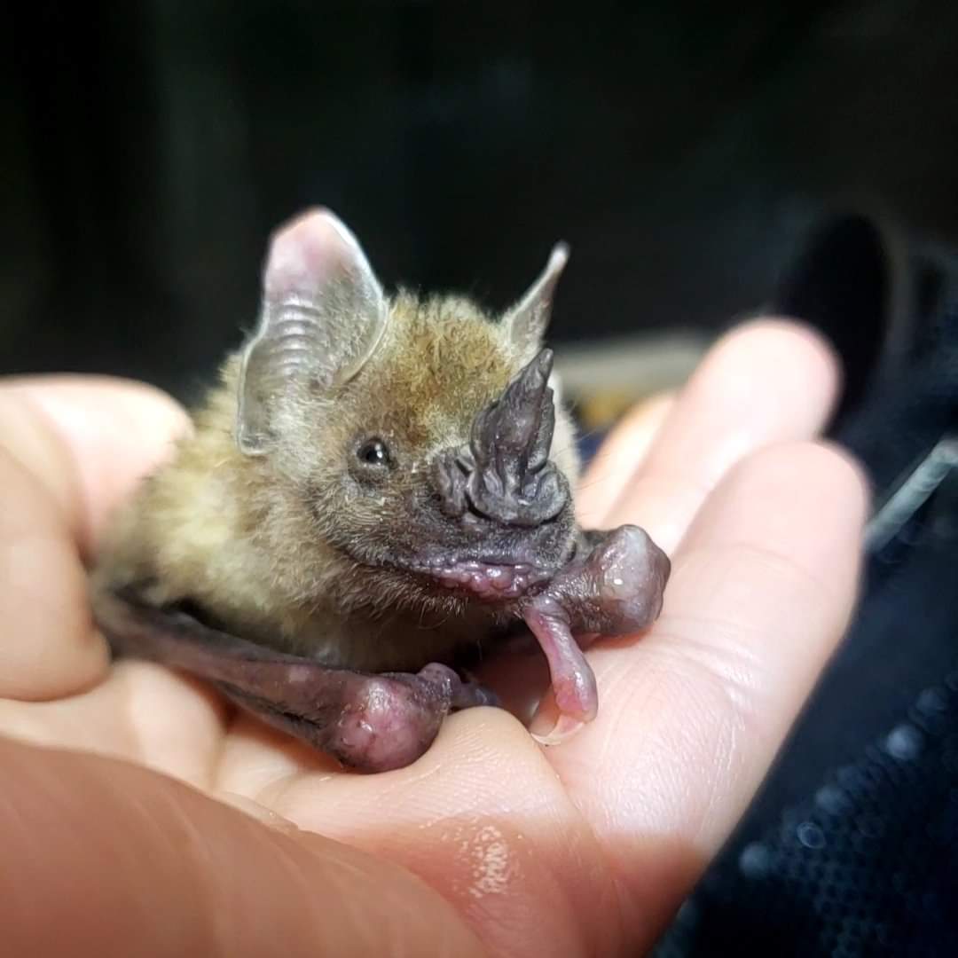 batworld's tweet photo. Happy Monday, Peeps!

From Elmer, an elderly Jamaican fruit bat rescued from research two decades ago. Elmer is enjoying the good life, being pampered daily in our "Geribatric" ward at Bat World Sanctuary. 

Please say hello to Elmer, and let him know where you're posting from! https://t.co/WchfLN0x3X