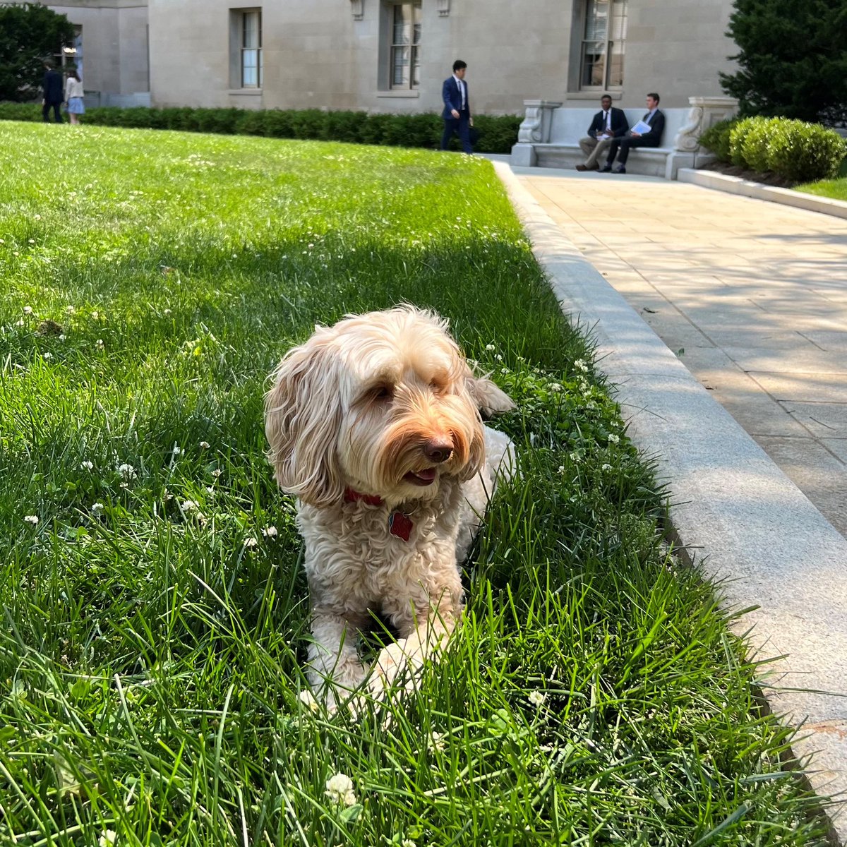 gillibrandny's tweet photo. Soaking up the sun (and shade)! #MapleMonday https://t.co/qhujtRHnQw